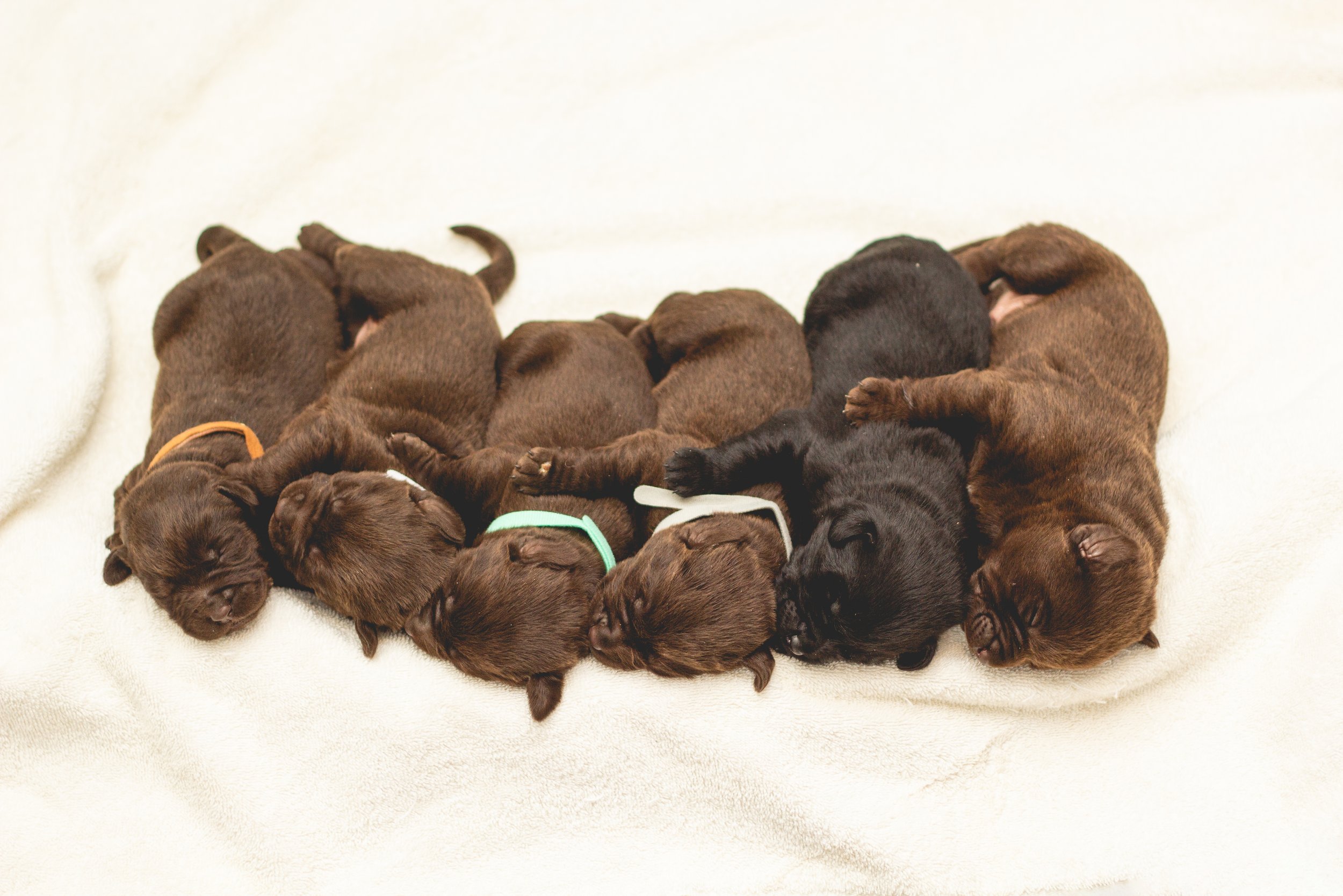 1 week cheap old lab puppies